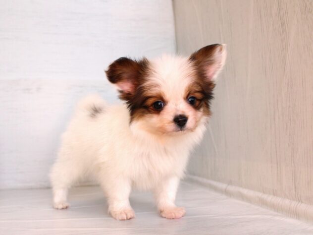 兵庫県のパピヨン (ペット・プラザ アミーゴ神戸灘店/2026年1月21日生まれ/男の子/ホワイトブラウン)の子犬の4枚目の画像