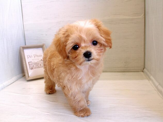 2026年1月26日生まれのハーフ犬・ミックス犬