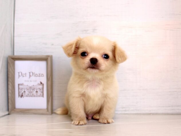 兵庫県のハーフ犬・ミックス犬 (ペット・プラザ アミーゴ神戸灘店/2026年1月22日生まれ/男の子/クリーム)の子犬の1枚目の画像