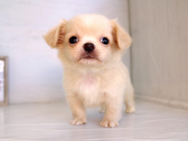 兵庫県のハーフ犬・ミックス犬 (ペット・プラザ アミーゴ神戸灘店/2026年1月22日生まれ/男の子/クリーム)の子犬の2枚目の画像