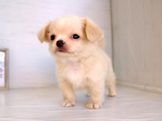 兵庫県のハーフ犬・ミックス犬 (ペット・プラザ アミーゴ神戸灘店/2026年1月22日生まれ/男の子/クリーム)の子犬の3枚目の画像