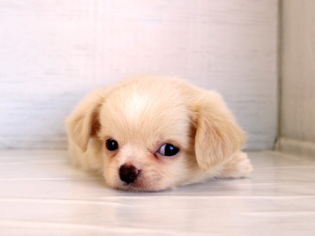 兵庫県のハーフ犬・ミックス犬 (ペット・プラザ アミーゴ神戸灘店/2026年1月22日生まれ/男の子/クリーム)の子犬の4枚目の画像