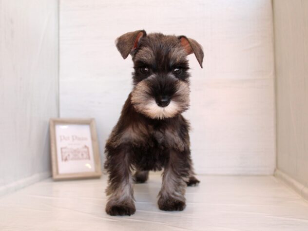 2026年1月21日生まれのミニチュアシュナウザー