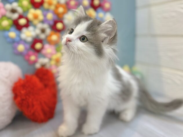 兵庫県のサイベリアン (ワンキャラット アミーゴ姫路飾磨店/2026年1月18日生まれ/女の子/ブルーホワイト)の子猫の4枚目の画像