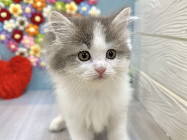 兵庫県のサイベリアン (ワンキャラット アミーゴ姫路飾磨店/2026年1月18日生まれ/女の子/ブルーホワイト)の子猫の1枚目の画像