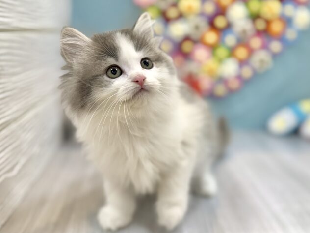 兵庫県のサイベリアン (ワンキャラット アミーゴ姫路飾磨店/2026年1月18日生まれ/女の子/ブルーホワイト)の子猫の2枚目の画像