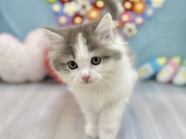 兵庫県のサイベリアン (ワンキャラット アミーゴ姫路飾磨店/2026年1月18日生まれ/女の子/ブルーホワイト)の子猫の3枚目の画像