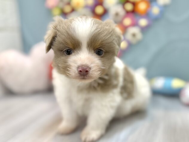 兵庫県のハーフ犬・ミックス犬 (ワンキャラット アミーゴ姫路飾磨店/2026年1月20日生まれ/男の子/ホワイトイザベラタン)の子犬の2枚目の画像