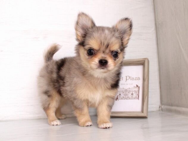 兵庫県のチワワ(ロング) (ペット・プラザ アミーゴ神戸灘店/2026年1月27日生まれ/男の子/ブルーマール)の子犬の3枚目の画像