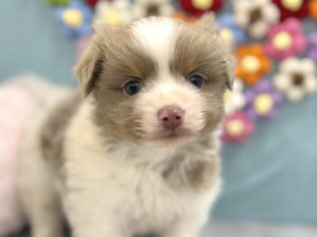 兵庫県のハーフ犬・ミックス犬 (ワンキャラット アミーゴ姫路飾磨店/2026年1月20日生まれ/男の子/ホワイトイザベラタン)の子犬の1枚目の画像