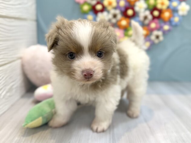 兵庫県のハーフ犬・ミックス犬 (ワンキャラット アミーゴ姫路飾磨店/2026年1月20日生まれ/男の子/ホワイトイザベラタン)の子犬の4枚目の画像