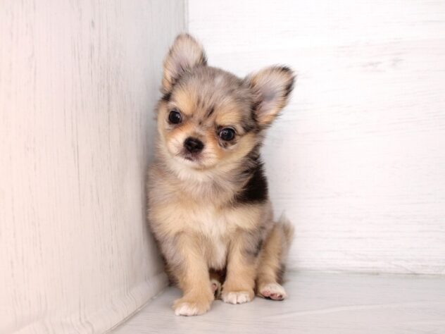 兵庫県のチワワ(ロング) (ペット・プラザ アミーゴ神戸灘店/2026年1月27日生まれ/男の子/ブルーマール)の子犬の2枚目の画像