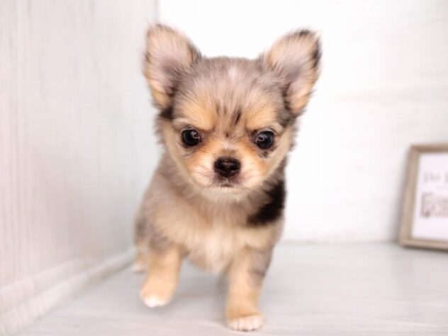 兵庫県のチワワ(ロング) (ペット・プラザ アミーゴ神戸灘店/2026年1月27日生まれ/男の子/ブルーマール)の子犬の1枚目の画像