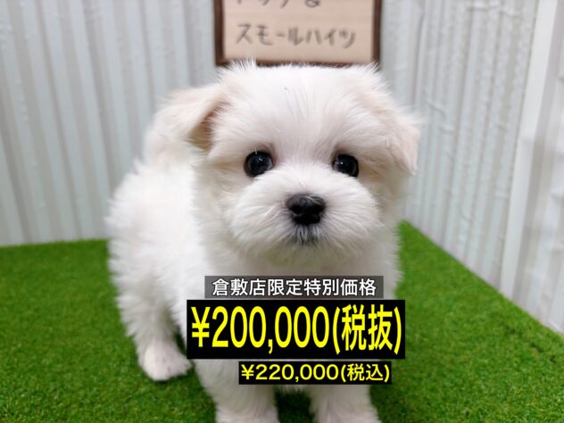 岡山県のマルチーズ (アミーゴ倉敷店/2026年1月19日生まれ/男の子/ホワイト)の子犬の1枚目の画像