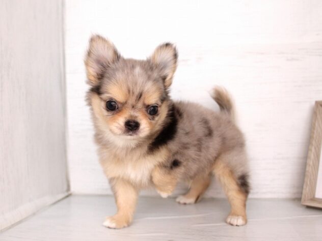 兵庫県のチワワ(ロング) (ペット・プラザ アミーゴ神戸灘店/2026年1月27日生まれ/男の子/ブルーマール)の子犬の4枚目の画像