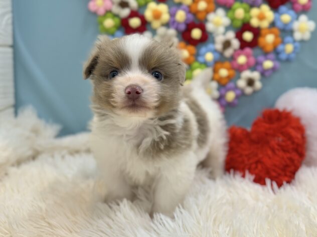 兵庫県のハーフ犬・ミックス犬 (ワンキャラット アミーゴ姫路飾磨店/2026年1月20日生まれ/男の子/ホワイトイザベラタン)の子犬の3枚目の画像