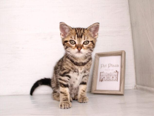 兵庫県のアメリカンショートヘアー (ペット・プラザ アミーゴ神戸灘店/2026年1月15日生まれ/男の子/ブラウンタビー)の子猫の1枚目の画像