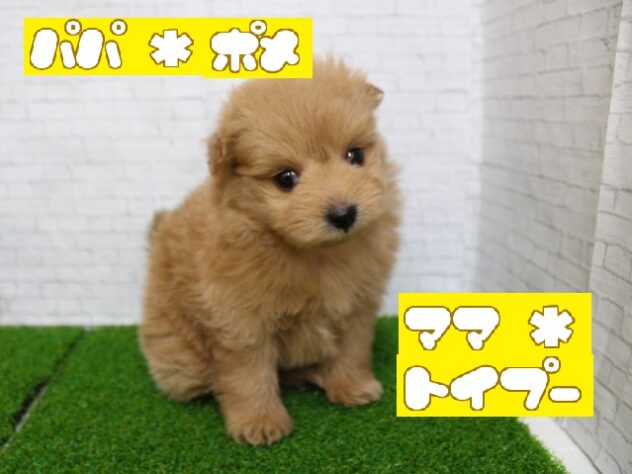 兵庫県のポメプー(ポメラニアン×プードル) (ペット・プラザ アミーゴ尼崎昭和通店/2026年1月10日生まれ/女の子/アプリコット)の子犬の1枚目の画像