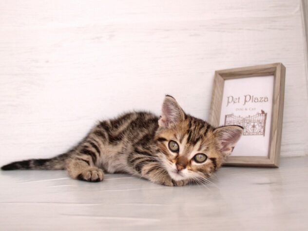 兵庫県のアメリカンショートヘアー (ペット・プラザ アミーゴ神戸灘店/2026年1月15日生まれ/男の子/ブラウンタビー)の子猫の4枚目の画像