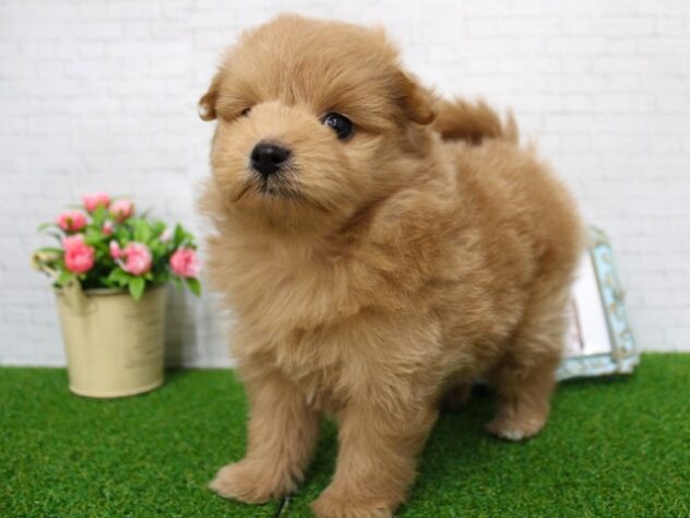 兵庫県のポメプー(ポメラニアン×プードル) (ペット・プラザ アミーゴ尼崎昭和通店/2026年1月10日生まれ/女の子/アプリコット)の子犬の2枚目の画像