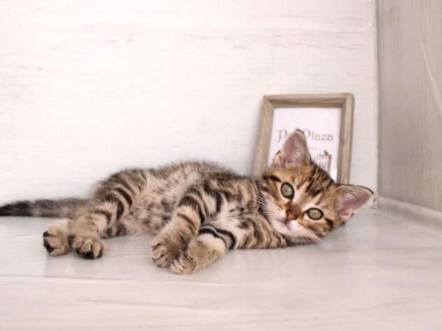 兵庫県のアメリカンショートヘアー (ペット・プラザ アミーゴ神戸灘店/2026年1月15日生まれ/男の子/ブラウンタビー)の子猫の3枚目の画像