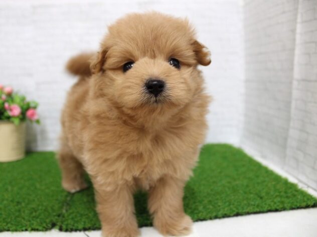 兵庫県のポメプー(ポメラニアン×プードル) (ペット・プラザ アミーゴ尼崎昭和通店/2026年1月10日生まれ/女の子/アプリコット)の子犬の3枚目の画像