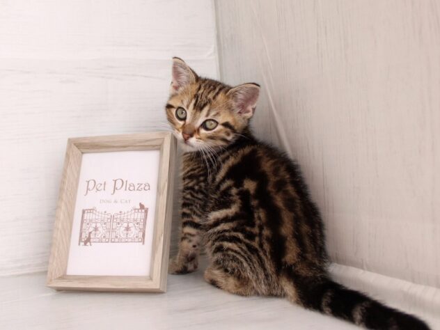 兵庫県のアメリカンショートヘアー (ペット・プラザ アミーゴ神戸灘店/2026年1月15日生まれ/男の子/ブラウンタビー)の子猫の2枚目の画像