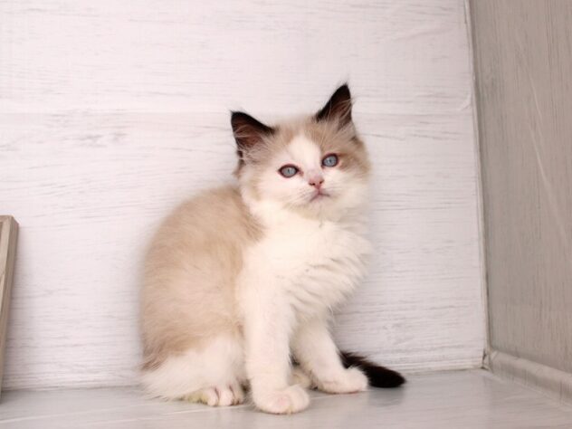 兵庫県のラグドール (ペット・プラザ アミーゴ神戸灘店/2026年1月25日生まれ/男の子/シールポイントバイカラー)の子猫