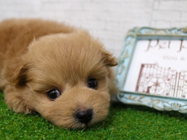 兵庫県のポメプー(ポメラニアン×プードル) (ペット・プラザ アミーゴ尼崎昭和通店/2026年1月10日生まれ/女の子/アプリコット)の子犬の4枚目の画像