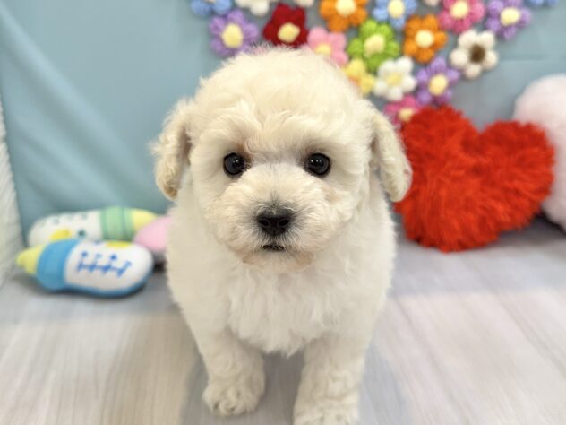 兵庫県のトイプードル(トイ) (ワンキャラット アミーゴ姫路飾磨店/2026年1月18日生まれ/女の子/ホワイト)の子犬の2枚目の画像