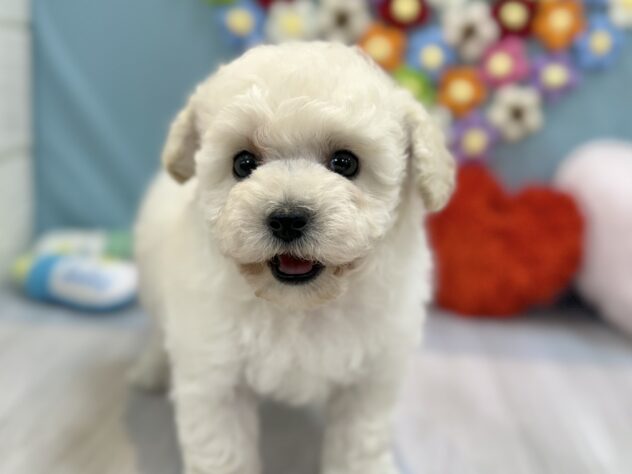 兵庫県のトイプードル(トイ) (ワンキャラット アミーゴ姫路飾磨店/2026年1月18日生まれ/女の子/ホワイト)の子犬の1枚目の画像