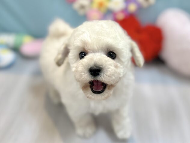 兵庫県のトイプードル(トイ) (ワンキャラット アミーゴ姫路飾磨店/2026年1月18日生まれ/女の子/ホワイト)の子犬の3枚目の画像