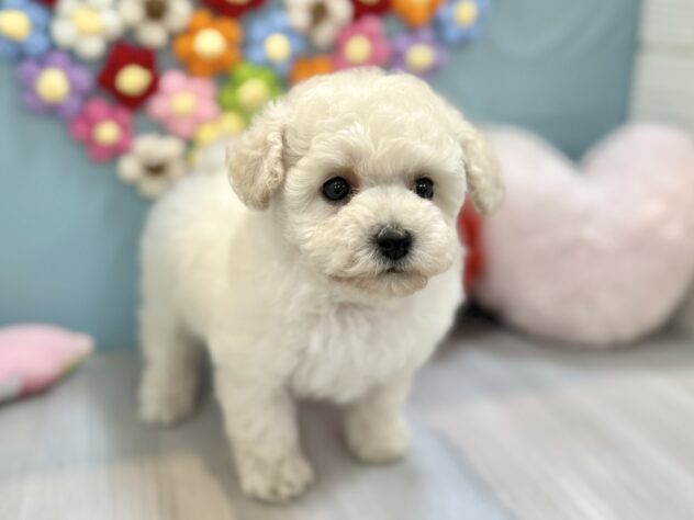 兵庫県のトイプードル(トイ) (ワンキャラット アミーゴ姫路飾磨店/2026年1月18日生まれ/女の子/ホワイト)の子犬の4枚目の画像