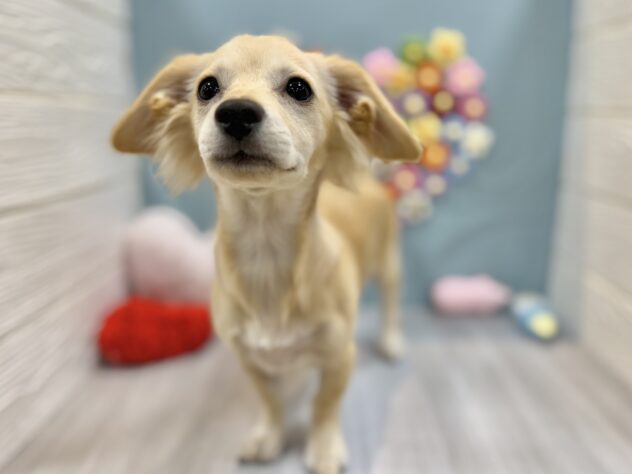 兵庫県のチワックス(チワワ×ダックス) (ワンキャラット アミーゴ姫路飾磨店/2025年10月15日生まれ/女の子/クリーム)の子犬の4枚目の画像