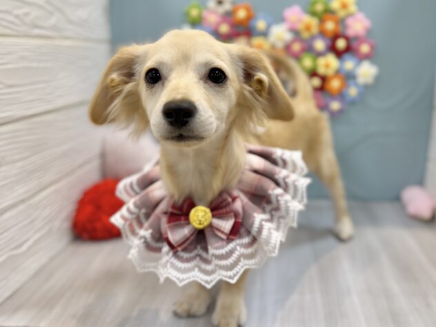 兵庫県のチワックス(チワワ×ダックス) (ワンキャラット アミーゴ姫路飾磨店/2025年10月15日生まれ/女の子/クリーム)の子犬の2枚目の画像