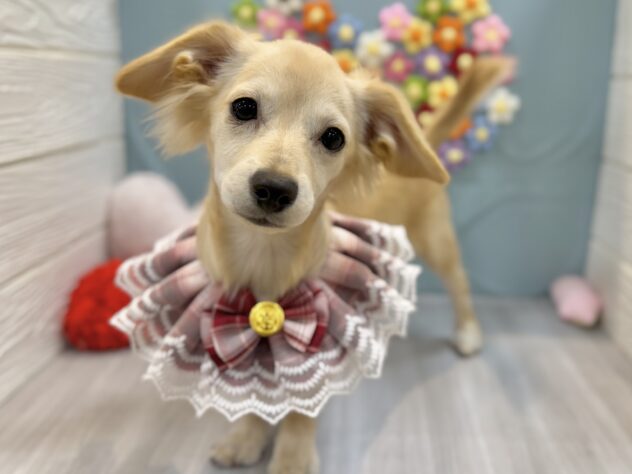 兵庫県のチワックス(チワワ×ダックス) (ワンキャラット アミーゴ姫路飾磨店/2025年10月15日生まれ/女の子/クリーム)の子犬の3枚目の画像