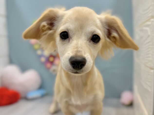 兵庫県のチワックス(チワワ×ダックス) (ワンキャラット アミーゴ姫路飾磨店/2025年10月15日生まれ/女の子/クリーム)の子犬の1枚目の画像