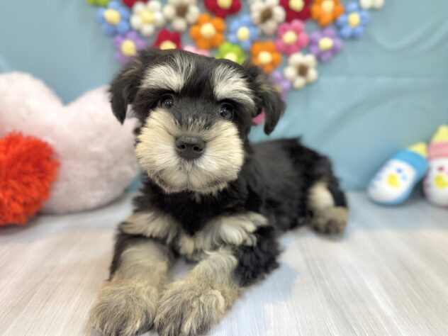 兵庫県のミニチュアシュナウザー (ワンキャラット アミーゴ姫路飾磨店/2026年1月7日生まれ/女の子/ブラックシルバー)の子犬の3枚目の画像