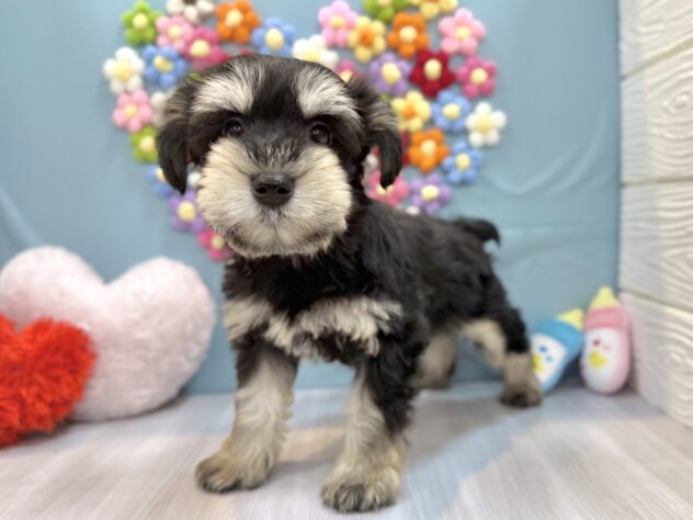 兵庫県のミニチュアシュナウザー (ワンキャラット アミーゴ姫路飾磨店/2026年1月7日生まれ/女の子/ブラックシルバー)の子犬の4枚目の画像