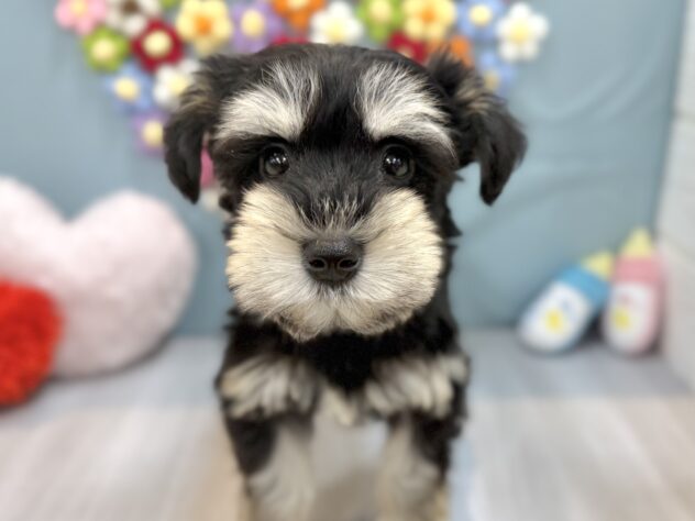 兵庫県のミニチュアシュナウザー (ワンキャラット アミーゴ姫路飾磨店/2026年1月7日生まれ/女の子/ブラックシルバー)の子犬の1枚目の画像