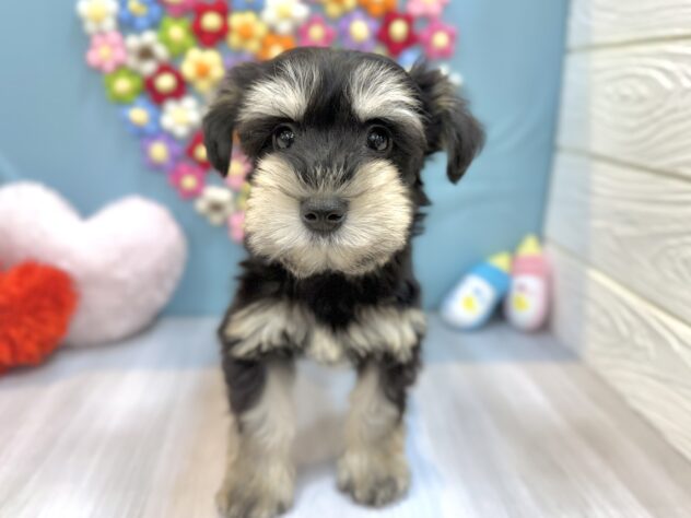 兵庫県のミニチュアシュナウザー (ワンキャラット アミーゴ姫路飾磨店/2026年1月7日生まれ/女の子/ブラックシルバー)の子犬の2枚目の画像