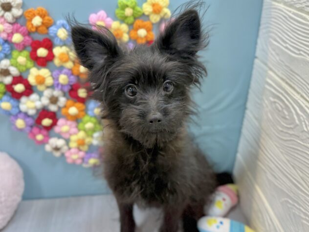 兵庫県のハーフ犬・ミックス犬 (ワンキャラット アミーゴ姫路飾磨店/2025年10月24日生まれ/女の子/ブラック)の子犬