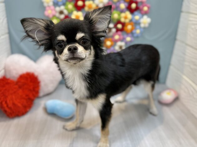 兵庫県のチワワ(ロング) (ワンキャラット アミーゴ姫路飾磨店/2025年7月24日生まれ/女の子/ブラッククリーム)の子犬の4枚目の画像