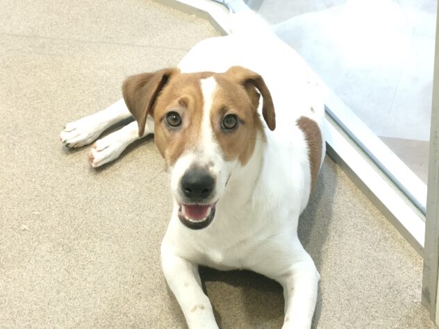 香川県のジャックラッセルテリア (ワンキャラット アミーゴ丸亀店/2025年5月19日生まれ/男の子/タンホワイト)の子犬の4枚目の画像