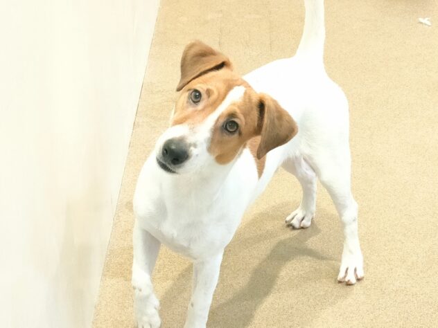 香川県のジャックラッセルテリア (ワンキャラット アミーゴ丸亀店/2025年5月19日生まれ/男の子/タンホワイト)の子犬の3枚目の画像