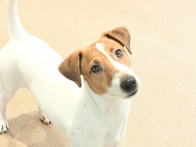 香川県のジャックラッセルテリア (ワンキャラット アミーゴ丸亀店/2025年5月19日生まれ/男の子/タンホワイト)の子犬の2枚目の画像