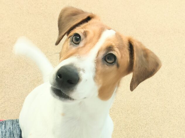 香川県のジャックラッセルテリア (ワンキャラット アミーゴ丸亀店/2025年5月19日生まれ/男の子/タンホワイト)の子犬の1枚目の画像