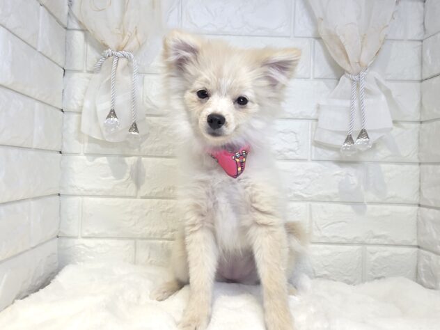 香川県のポメラニアン (ワンキャラット アミーゴ丸亀店/2025年10月6日生まれ/女の子/クリーム)の子犬の2枚目の画像