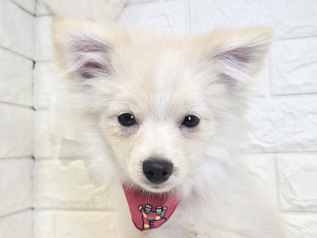 香川県のポメラニアン (ワンキャラット アミーゴ丸亀店/2025年10月6日生まれ/女の子/クリーム)の子犬の1枚目の画像