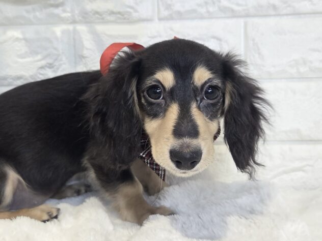 香川県のミニチュアダックスフンド(ロング) (ワンキャラット アミーゴ丸亀店/2026年11月5日生まれ/女の子/ブラックタン)の子犬の1枚目の画像